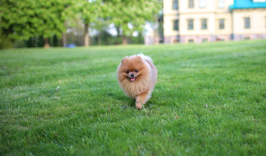 Mastering Leash Training: Proven Techniques for Success with Hounds