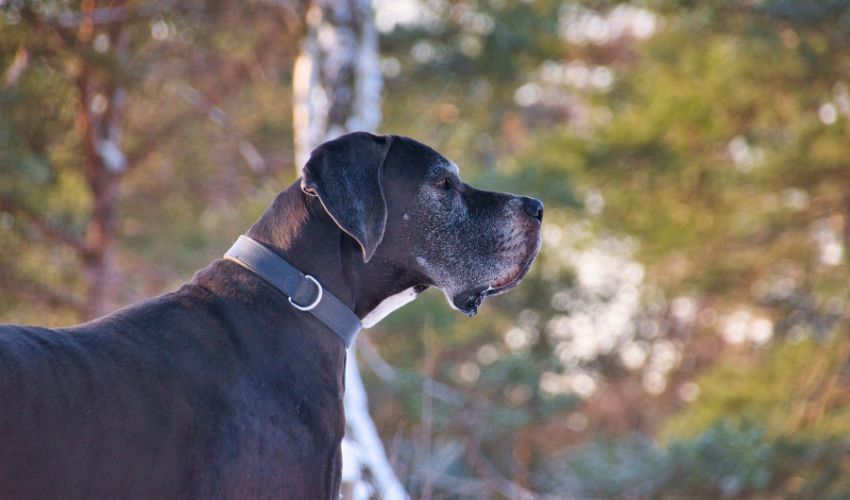 Beginner’s Guide to Training Your Basset Artesien Normand: Tips and Techniques for Success