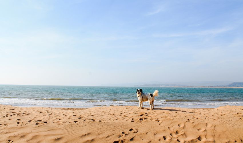 Uncovering the Fascinating History of the Basset Fauve de Bretagne: A Rare and Remarkable Breed